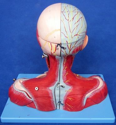 Studi medici PVC avanzato Muscoli della testa umana Nervi e cervello Modello anatomico del busto