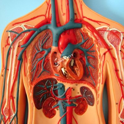 Modelli del sistema vascolare umano che mostrano l'anatomia del sistema cardiovascolare per l'allenamento