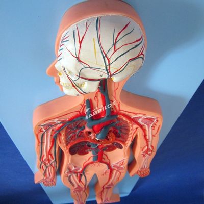 Modelli del sistema vascolare umano che mostrano l'anatomia del sistema cardiovascolare per l'allenamento