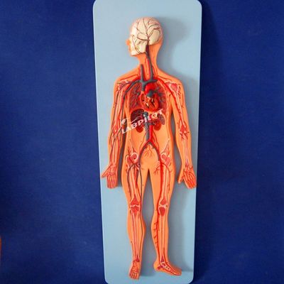 Modelli del sistema vascolare umano che mostrano l'anatomia del sistema cardiovascolare per l'allenamento