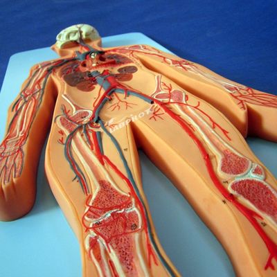 Modelli del sistema vascolare umano che mostrano l'anatomia del sistema cardiovascolare per l'allenamento