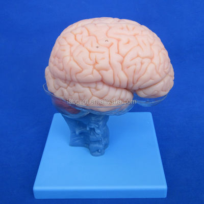 Dimensioni della vita umana 3D Insegnamento Anatomia Modello 15 Pezzi staccabili per la scienza medica