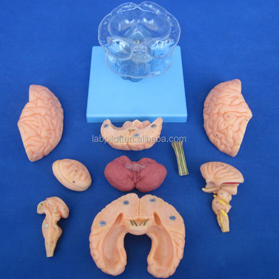 Dimensioni della vita umana 3D Insegnamento Anatomia Modello 15 Pezzi staccabili per la scienza medica