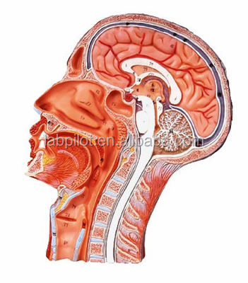 Modello bi-laterale di mezza testa e cervello per ospedali che mostra la sezione sagittale mediana della testa