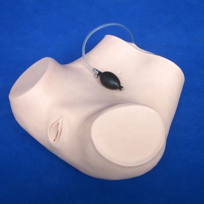 Esame pelvico e vaginale di dimensioni umane Manichino per la dimostrazione di cura dei pazienti