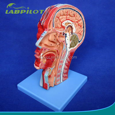Dimostrazione didattica Modello anatomico a mezza testa con cervello e vasi