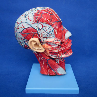 Dimostrazione didattica Modello anatomico a mezza testa con cervello e vasi