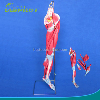 Muscoli staccabili degli arti inferiori Modello medico PVC avanzato per l'educazione all'anatomia