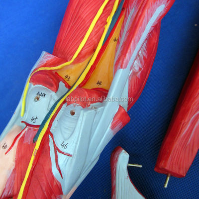 Muscoli staccabili degli arti inferiori Modello medico PVC avanzato per l'educazione all'anatomia