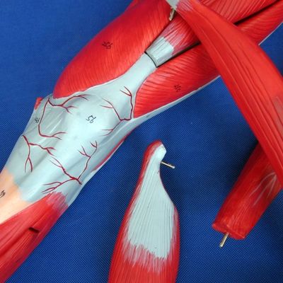 Muscoli staccabili degli arti inferiori Modello medico PVC avanzato per l'educazione all'anatomia
