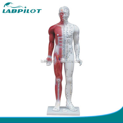 Meridian Demonstration Deluxe Human Acupuncture Model 84CM con muscoli per l'educazione