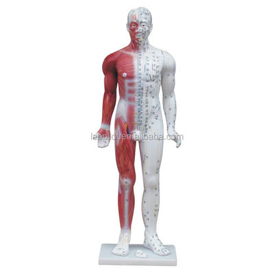 Meridian Demonstration Deluxe Human Acupuncture Model 84CM con muscoli per l'educazione