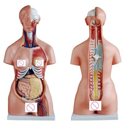 Femminile Parete del seno Cervello polmone e modello dell'organo del cuore per l'insegnamento delle dimensioni della vita umana