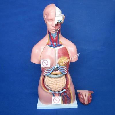 Femminile Parete del seno Cervello polmone e modello dell'organo del cuore per l'insegnamento delle dimensioni della vita umana