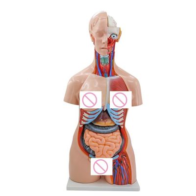 40 Parti Cervello Cuore Polmone Stomaco Reni Modello per l'insegnamento dell'anatomia medica negli ospedali