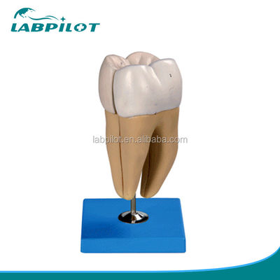 Strutture anatomiche dettagliate dei denti molari inferiori degli adulti Modello avanzato di cura dentale in PVC