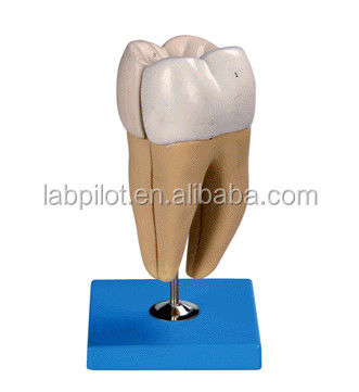 Strutture anatomiche dettagliate dei denti molari inferiori degli adulti Modello avanzato di cura dentale in PVC