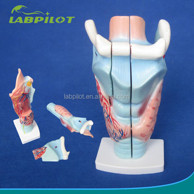 Modello a 3 parti della laringe e della ghiandola tiroidea essenziale per lo studio del sistema respiratorio umano