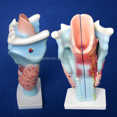 Modello a 3 parti della laringe e della ghiandola tiroidea essenziale per lo studio del sistema respiratorio umano