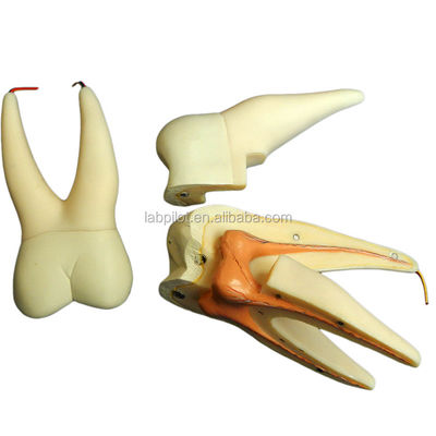 Modello di denti anatomici staccabili per denti molari a tre radici