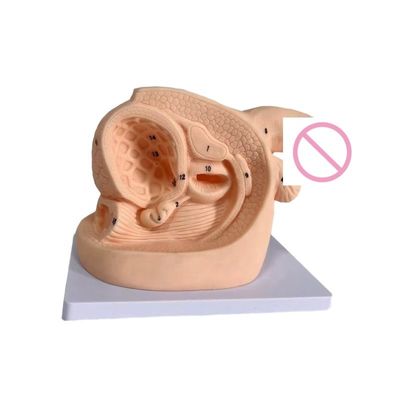 Combinazione Infermieristica Fantasma Dimensioni della vita umana Modello di organi genitali femminili per l'insegnamento