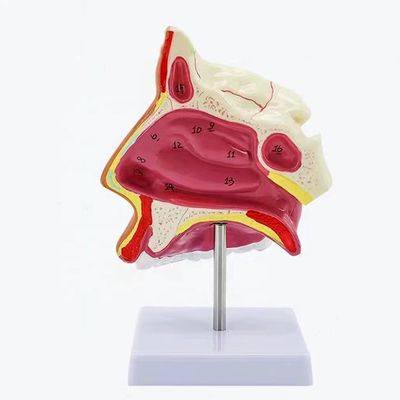 Modello della cavità nasale mediana del sagittale con strutture anatomiche dettagliate e PVC avanzato