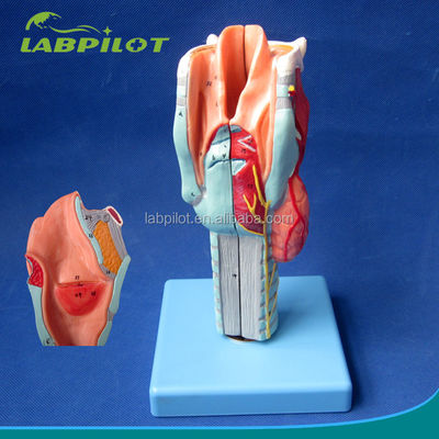 Modello di laringe distaccabile con 33 segni anatomici