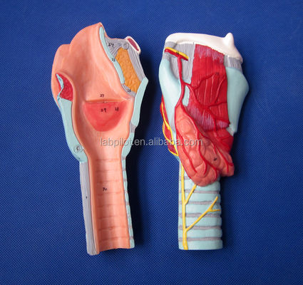Modello di laringe distaccabile con 33 segni anatomici