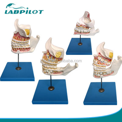 Funzione Dimostrare denti molari inferiori Strutture anatomiche dettagliate per la ricerca dentale