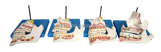 Funzione Dimostrare denti molari inferiori Strutture anatomiche dettagliate per la ricerca dentale