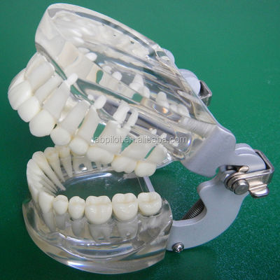 Modelli di formazione per l'odontoiatria Trasparenti per adulti Standard Modello di colonna dentale Dimensioni standard