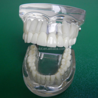 Modelli di formazione per l'odontoiatria Trasparenti per adulti Standard Modello di colonna dentale Dimensioni standard