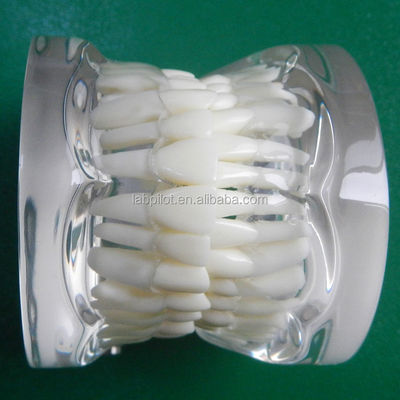 Modelli di formazione per l'odontoiatria Trasparenti per adulti Standard Modello di colonna dentale Dimensioni standard