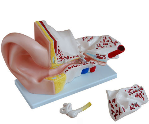 4 parti modello orecchio gigante dimostrazione anatomica per la scienza medica dimostrazione