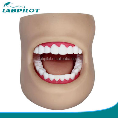 Modello di cura dei denti in plastica a grandezza naturale con viso e lingua
