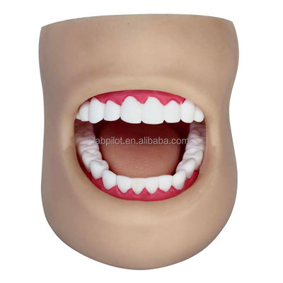 Modello di cura dei denti in plastica a grandezza naturale con viso e lingua
