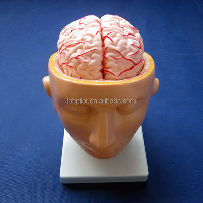 Scuola di biologia mostra modello del cervello dimensione della vita umana con arterie e testa PVC avanzato