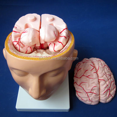 Scuola di biologia mostra modello del cervello dimensione della vita umana con arterie e testa PVC avanzato