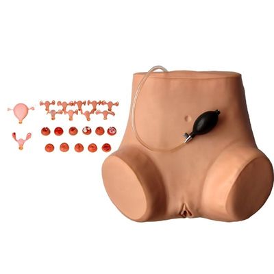 Manichino per ginecologo multifunzionale Formazione infermieristica Modello di esame vaginale