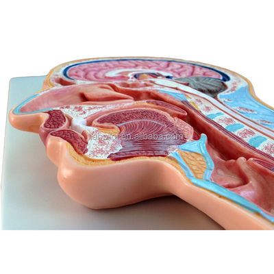Categorie Modello di anatomia del sistema nervoso Modello mediano di testa e cervello per ospedali