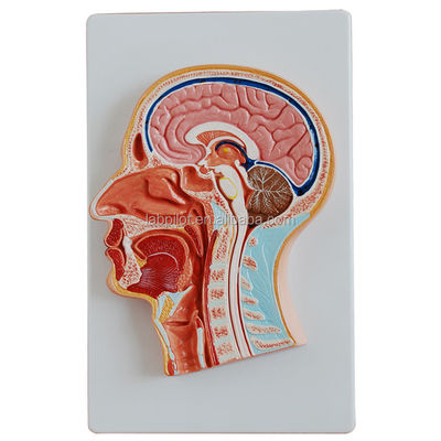 Categorie Modello di anatomia del sistema nervoso Modello mediano di testa e cervello per ospedali