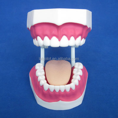 Modello dentale di dimensioni umane 28 denti Modello di spazzatura per l'insegnamento all'asilo