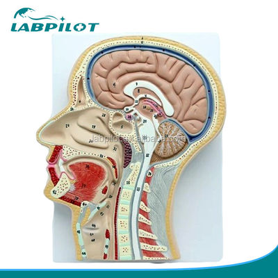Modello anatomico professionale Sezione mediana sagittale della testa con bocca Naso e faringe