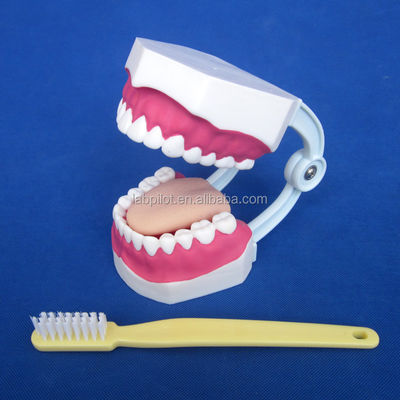 Modello dentale di dimensioni umane 28 denti Modello di spazzatura per l'insegnamento all'asilo
