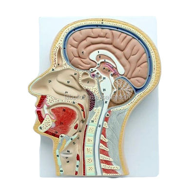 Modello anatomico professionale Sezione mediana sagittale della testa con bocca Naso e faringe