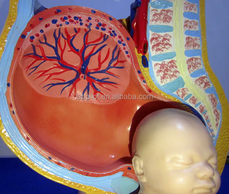 Modello di scienza medica pelvis femminile feto utero ed embrione alla 40a settimana di gravidanza