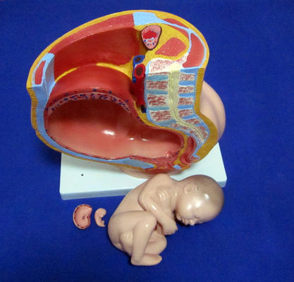 Modello di scienza medica pelvis femminile feto utero ed embrione alla 40a settimana di gravidanza