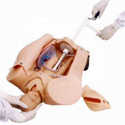 Simulatore di dimostrazione del parto per la formazione e lo sviluppo delle competenze in scienze mediche