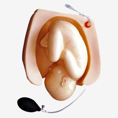 Simulatore di dimostrazione del parto per la formazione e lo sviluppo delle competenze in scienze mediche