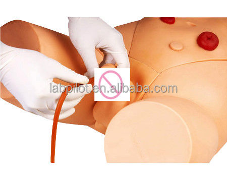 Scienze mediche Simulatore di cateterizzazione maschile e femminile per modello di pratica formativa
